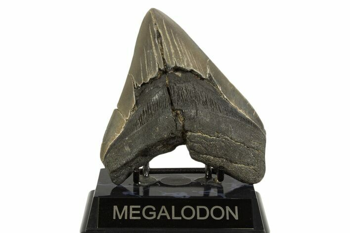 Fossil Megalodon Tooth - Georgia #338624
